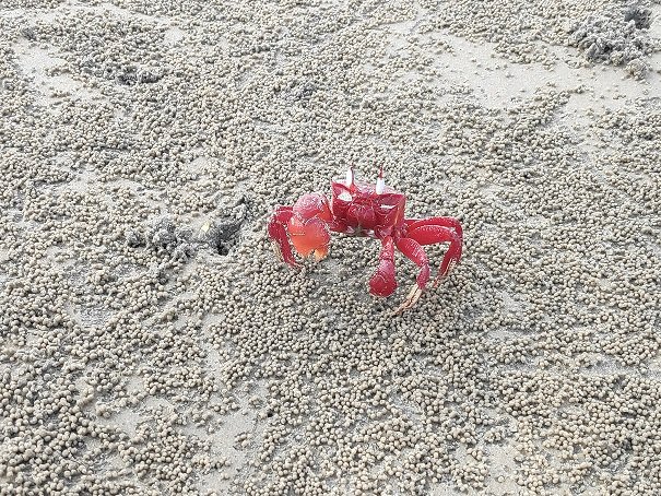 Crabs in Mandarmani Sea Beach